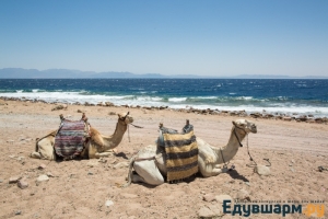 egypt_sharm-16