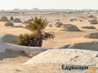 egypt_2025-24