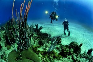 divers-681516_1280