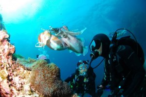 diving-689831_1280