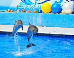 1353565922_delfinariy