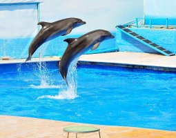 Imágenes-de-Rusia-Animales-foto-hh_Ni333145