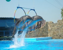 phoca_thumb_l_005_dolphinarium