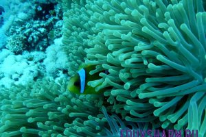 anemone-fish-813027_1280