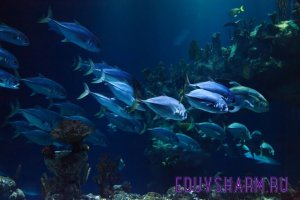 animal-21668_1280