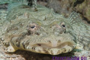 crocodile-fish-2453904_1280