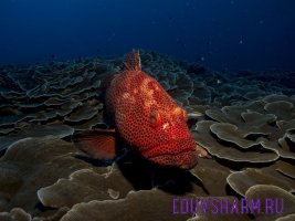 fish-1118892_1280