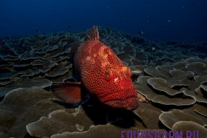 fish-1118892_1280