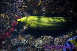 moray-2140707_1280