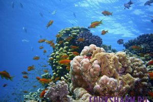 underwater-1656618_1280
