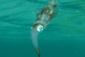 fish031.JPG