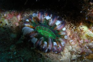 krasni morya (303).jpg