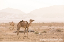 egypt_sharm_nabq-28