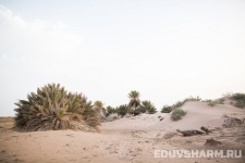egypt_sharm_nabq-35